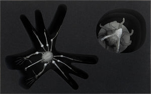 Feldherr foam tray set for KDM Wave 2: Spidicules, Sunstalker and three small minis